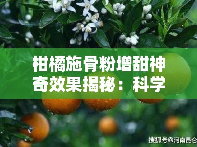 柑橘施骨粉增甜神奇效果揭秘：科学验证增产又提质的果农秘方