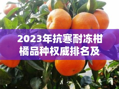 2023年抗寒耐冻柑橘品种权威排名及区域适应性解析