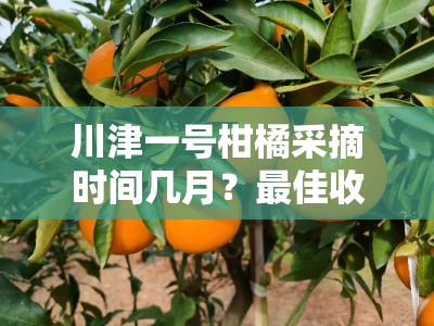 川津一号柑橘采摘时间几月？最佳收获季节与种植技巧解析