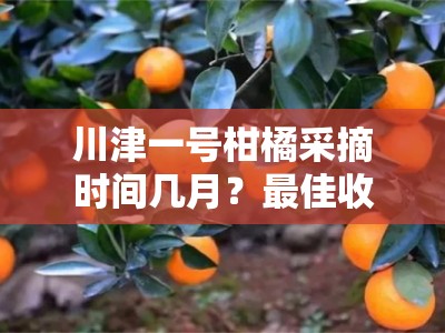 川津一号柑橘采摘时间几月？最佳收获季节与种植技巧解析
