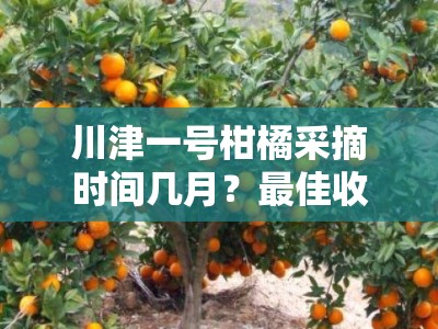 川津一号柑橘采摘时间几月？最佳收获季节与种植技巧解析