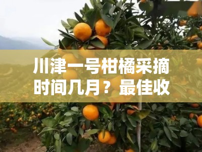 川津一号柑橘采摘时间几月？最佳收获季节与种植技巧解析