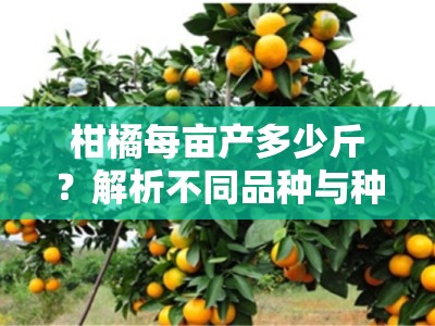 柑橘每亩产多少斤？解析不同品种与种植技术的产量差异