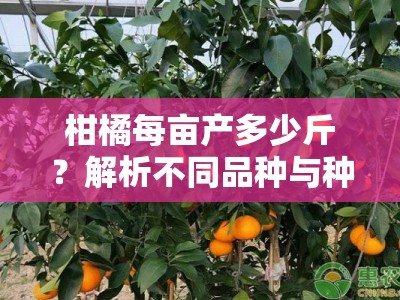柑橘每亩产多少斤？解析不同品种与种植技术的产量差异