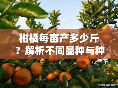 柑橘每亩产多少斤？解析不同品种与种植技术的产量差异