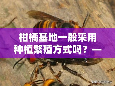 柑橘基地一般采用种植繁殖方式吗？——常见技术模式与选址因素解析