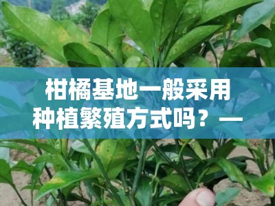 柑橘基地一般采用种植繁殖方式吗？——常见技术模式与选址因素解析
