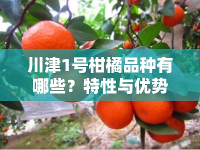 川津1号柑橘品种有哪些？特性与优势全面解析