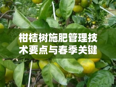 柑桔树施肥管理技术要点与春季关键操作指南