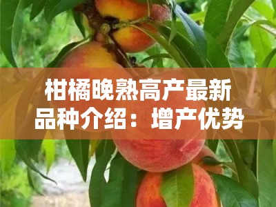 柑橘晚熟高产最新品种介绍：增产优势与高效栽培技术解析