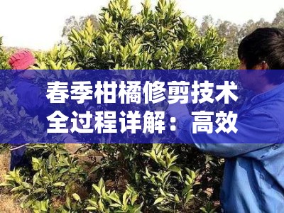 春季柑橘修剪技术全过程详解：高效管理要点与实操步骤