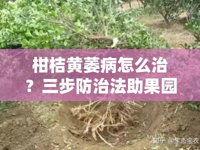 柑桔黄萎病怎么治？三步防治法助果园重焕生机