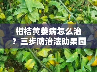 柑桔黄萎病怎么治？三步防治法助果园重焕生机