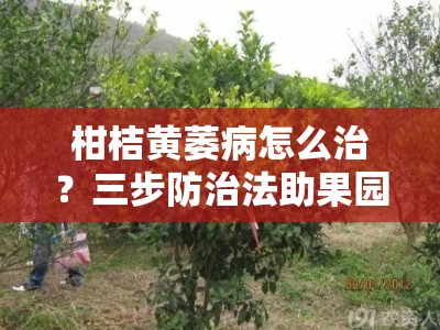 柑桔黄萎病怎么治？三步防治法助果园重焕生机