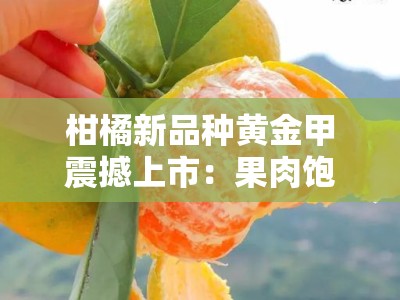 柑橘新品种黄金甲震撼上市：果肉饱满香甜引领果业升级