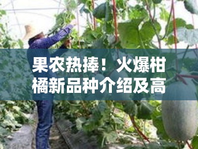 果农热捧！火爆柑橘新品种介绍及高效栽培技术解析