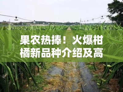 果农热捧！火爆柑橘新品种介绍及高效栽培技术解析