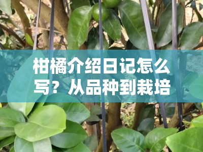 柑橘介绍日记怎么写？从品种到栽培的详细记录指南