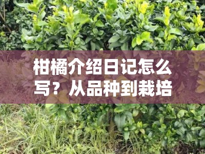 柑橘介绍日记怎么写？从品种到栽培的详细记录指南