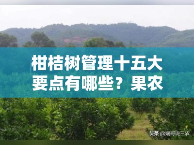 柑桔树管理十五大要点有哪些？果农必看的高产栽培技术全解析