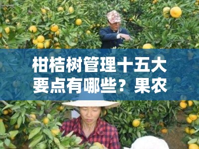 柑桔树管理十五大要点有哪些？果农必看的高产栽培技术全解析