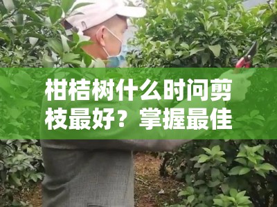 柑桔树什么时问剪枝最好？掌握最佳修剪时机与三大关键技巧
