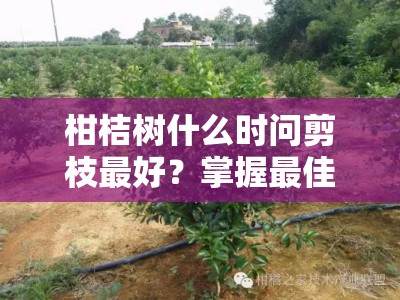 柑桔树什么时问剪枝最好？掌握最佳修剪时机与三大关键技巧
