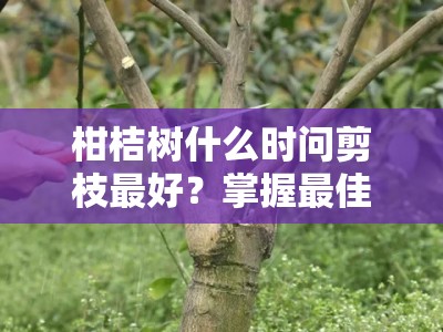 柑桔树什么时问剪枝最好？掌握最佳修剪时机与三大关键技巧