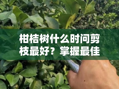 柑桔树什么时问剪枝最好？掌握最佳修剪时机与三大关键技巧