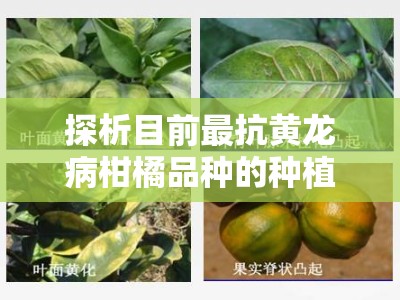 探析目前最抗黄龙病柑橘品种的种植优势与高效防治策略