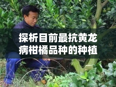 探析目前最抗黄龙病柑橘品种的种植优势与高效防治策略