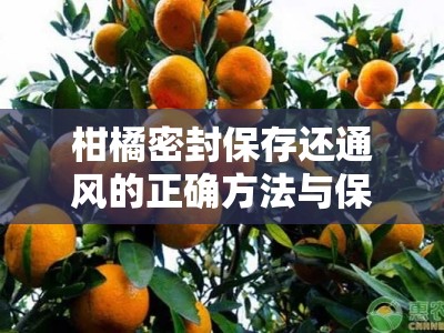 柑橘密封保存还通风的正确方法与保鲜秘诀