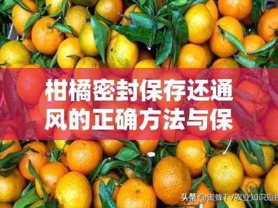 柑橘密封保存还通风的正确方法与保鲜秘诀