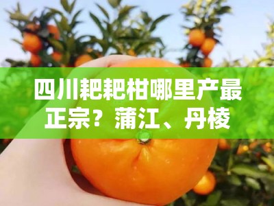 四川耙耙柑哪里产最正宗？蒲江、丹棱产地对比及口感评测指南