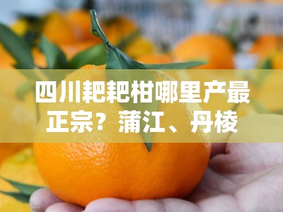 四川耙耙柑哪里产最正宗？蒲江、丹棱产地对比及口感评测指南