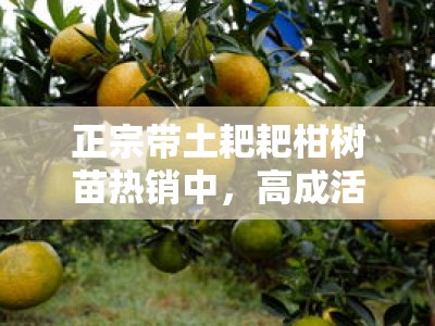 正宗带土耙耙柑树苗热销中，高成活率当年结果优质品种推荐