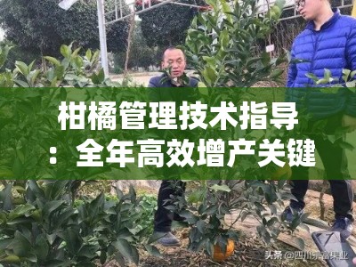 柑橘管理技术指导：全年高效增产关键要点解析