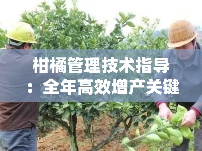 柑橘管理技术指导：全年高效增产关键要点解析