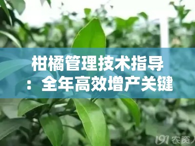 柑橘管理技术指导：全年高效增产关键要点解析