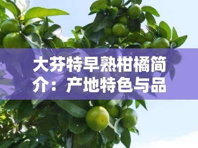 大芬特早熟柑橘简介：产地特色与品种优势解析