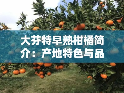 大芬特早熟柑橘简介：产地特色与品种优势解析