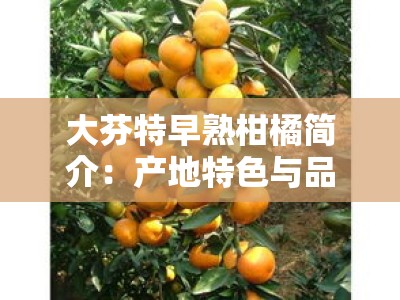 大芬特早熟柑橘简介：产地特色与品种优势解析