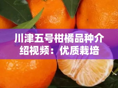 川津五号柑橘品种介绍视频：优质栽培技术与果品特性全解析