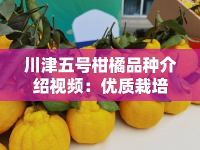 川津五号柑橘品种介绍视频：优质栽培技术与果品特性全解析