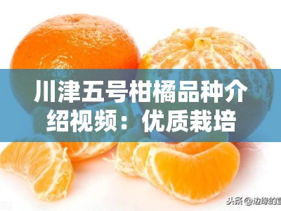 川津五号柑橘品种介绍视频：优质栽培技术与果品特性全解析