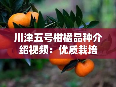 川津五号柑橘品种介绍视频：优质栽培技术与果品特性全解析