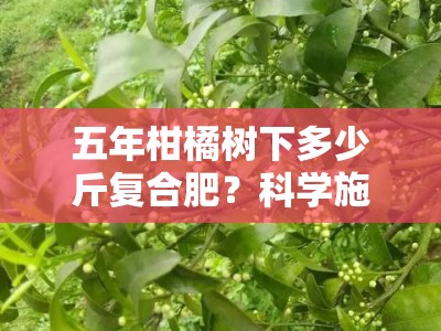 五年柑橘树下多少斤复合肥？科学施肥方案与果树营养管理全解析