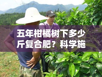 五年柑橘树下多少斤复合肥？科学施肥方案与果树营养管理全解析