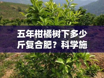五年柑橘树下多少斤复合肥？科学施肥方案与果树营养管理全解析