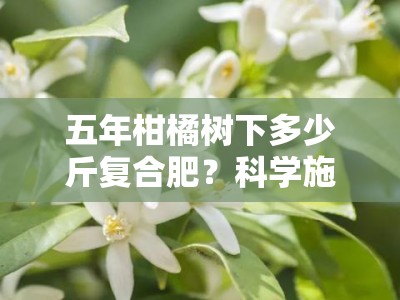 五年柑橘树下多少斤复合肥？科学施肥方案与果树营养管理全解析